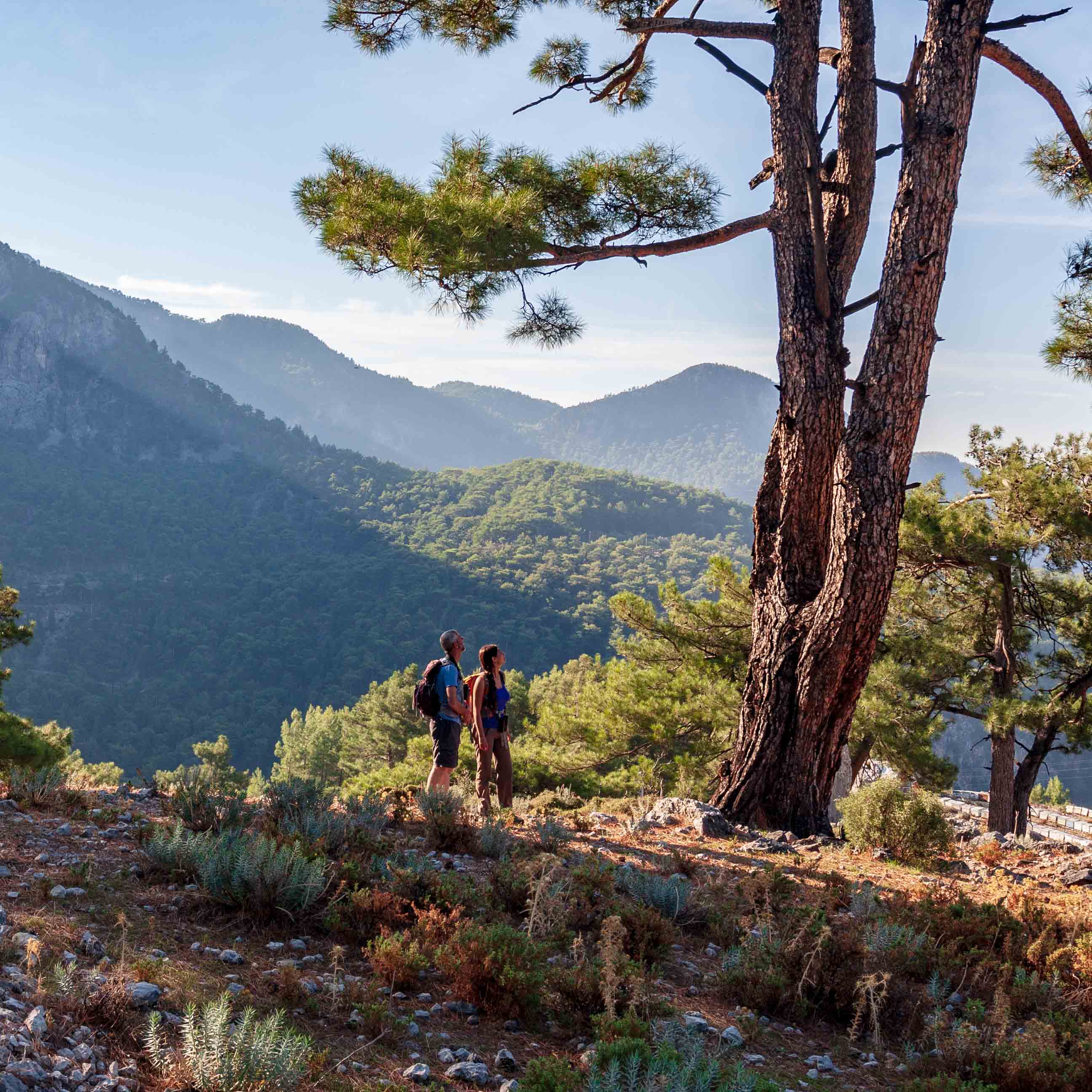 two hikers looking at the massive pine trees near Faralya
